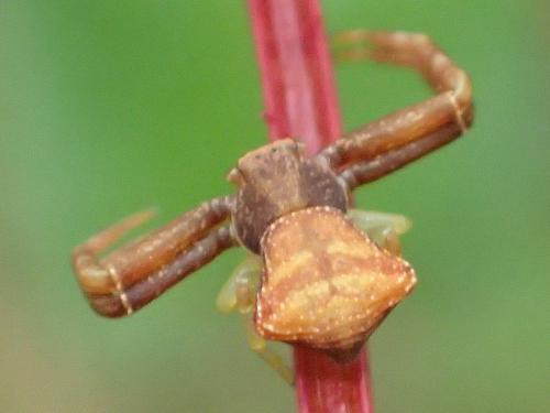 Réf. 194 569 : Pistius truncatus